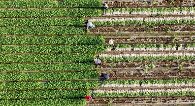 四川蓬安：訂單蘿卜采收忙